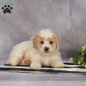 Penn, Bich-Poo Puppy